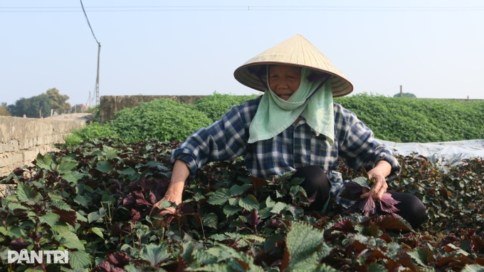 Nhân giống húng Láng quý hiếm, cả làng xây nhà lầu, sắm xế hộp - 2 Nhân giống húng Láng quý hiếm, cả làng xây nhà lầu, sắm xế hộp - 2