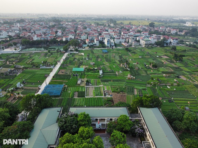 Nhân giống húng Láng quý hiếm, cả làng xây nhà lầu, sắm xế hộp - 1 Nhân giống húng Láng quý hiếm, cả làng xây nhà lầu, sắm xế hộp - 1