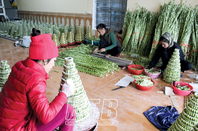 Tình cờ trồng phát lộc hóa ra lại phát tài, cả làng được khen tài, lộc - 3