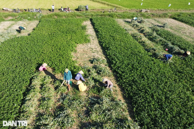 Trồng loại cây cỏ quý, nông dân lãi gấp 4 lần làm lúa - 1