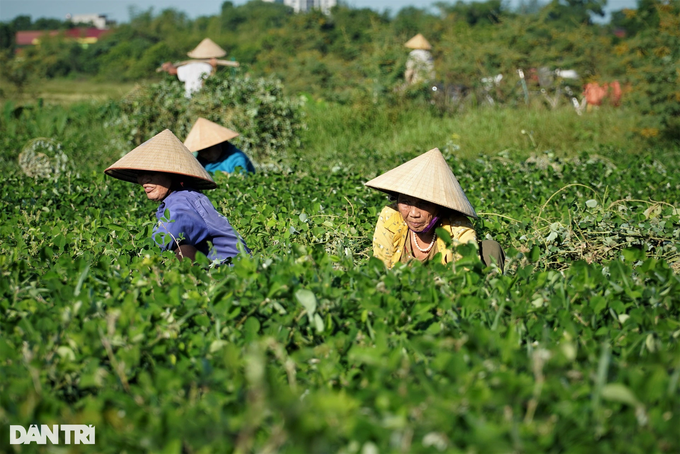 Trồng loại cây cỏ quý, nông dân lãi gấp 4 lần làm lúa - 2