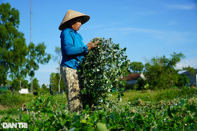 Trồng loại cây cỏ quý, nông dân lãi gấp 4 lần làm lúa - 4