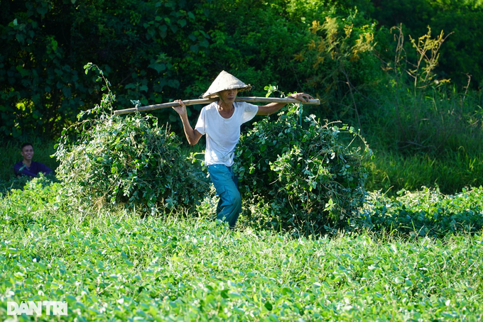 Trồng loại cây cỏ quý, nông dân lãi gấp 4 lần làm lúa - 7