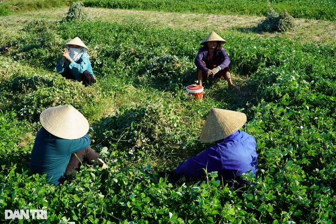 Trồng loại cây cỏ quý, nông dân lãi gấp 4 lần làm lúa - 9