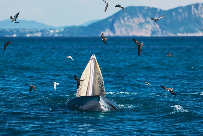 Du khách lênh đênh 4 ngày trên biển để săn ảnh cá voi ở Đề Gi - 4