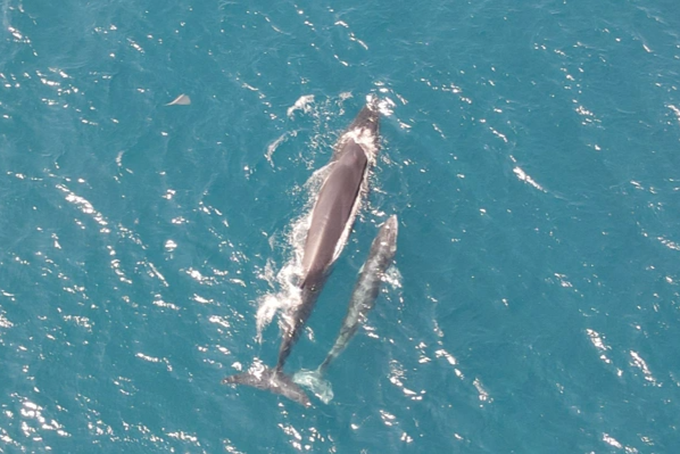 Thông tin thú vị về hai mẹ con cá voi xuất hiện ở biển Đề Gi - 4