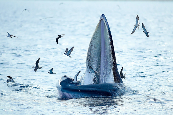 Thông tin thú vị về hai mẹ con cá voi xuất hiện ở biển Đề Gi - 2