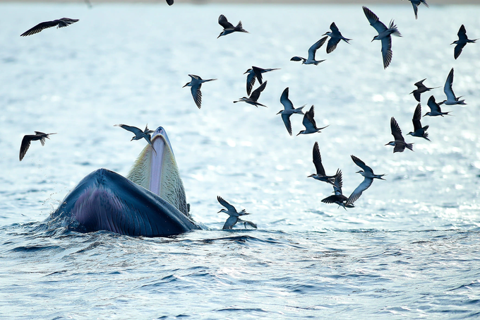 Thông tin thú vị về hai mẹ con cá voi xuất hiện ở biển Đề Gi - 6