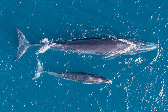 Du khách lênh đênh 4 ngày trên biển để săn ảnh cá voi ở Đề Gi - 1