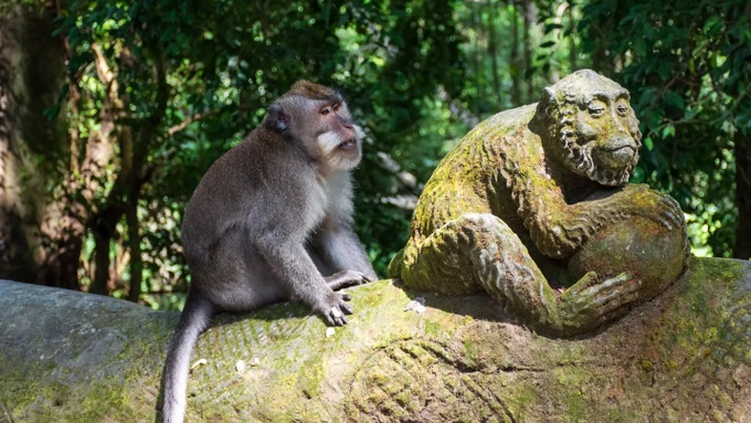 Sự đặc biệt của bộ phận sinh dục khỉ cái và những điều đáng chú ý