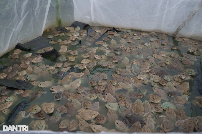Bán hơn một triệu con ếch giống mỗi năm, thu lãi đậm - 2