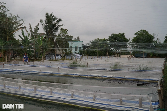 Bán hơn một triệu con ếch giống mỗi năm, thu lãi đậm - 1