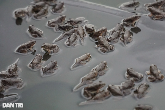 Bán hơn một triệu con ếch giống mỗi năm, thu lãi đậm - 3
