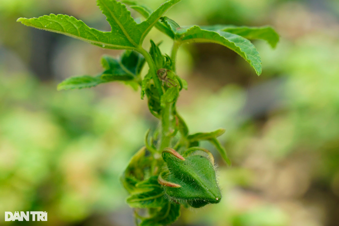 Được tặng 7 cây sâm trồng thử, bất ngờ thu bạc tỷ - 4