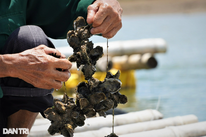 Cultivating magical seafood on... ropes, collecting tens of millions of dong per crop - 9