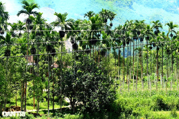 Planting areca on the hill, a beautiful garden like a movie set, farmers count money evenly - 8