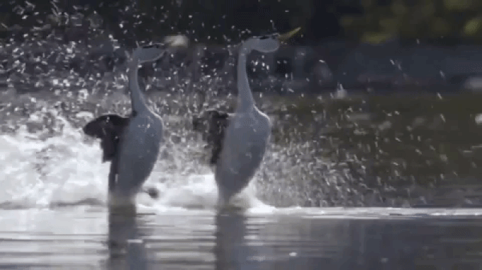 Loài chim duy nhất có khả năng đi trên mặt nước - 2