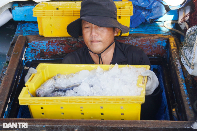 Tàu đánh cá ngừ gặp hên, ngư dân thu hàng tỷ đồng dịp Tết độc lập - 3