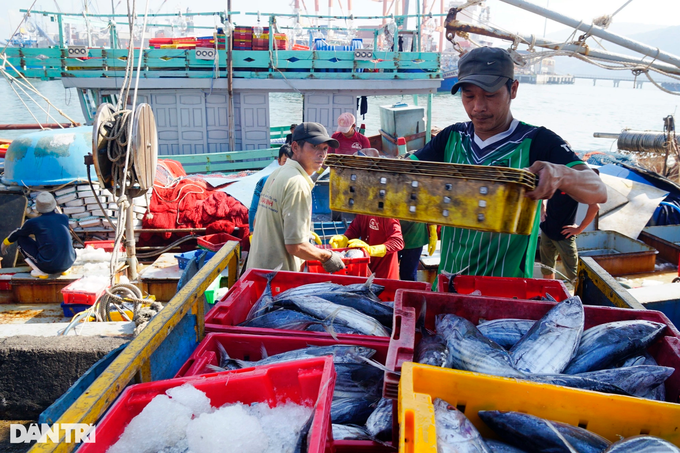 Tàu đánh cá ngừ gặp hên, ngư dân thu hàng tỷ đồng dịp Tết độc lập - 2