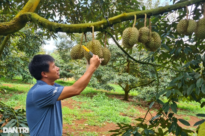 Nông dân thu nhập tiền tỷ từ sầu riêng - 1