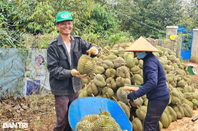 Nông dân thu nhập tiền tỷ từ sầu riêng - 3