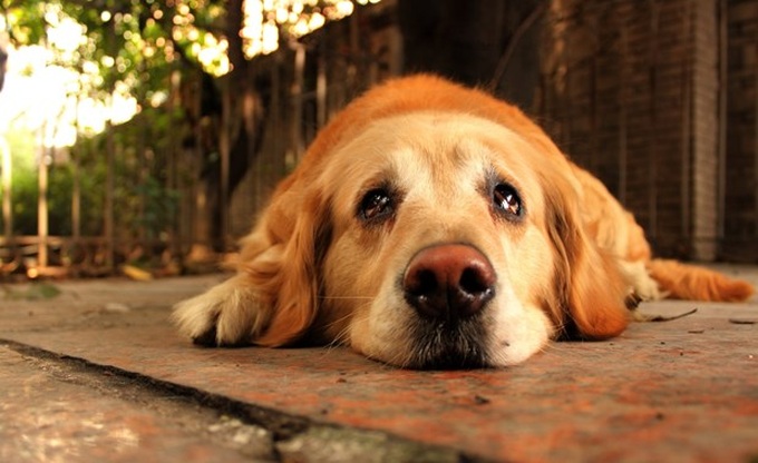 Nghiên cứu khẳng định loài chó thực sự biết rơi lệ vì cảm xúc - 1