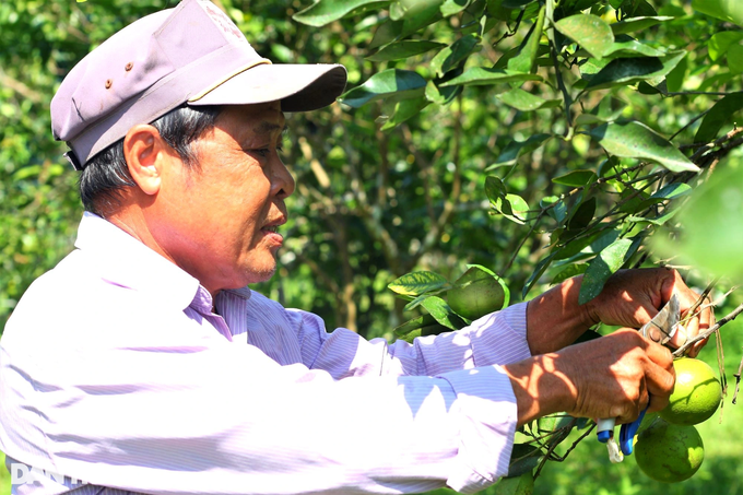 Cải tạo đất đồi thành vườn cây ăn quả, bất ngờ thu lãi cao - 5