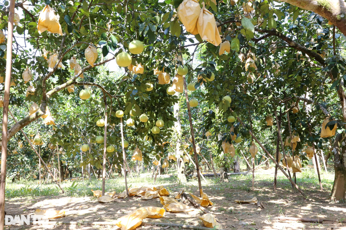 A specialty fruit that can be kept... for half a year, harvesting a mountain crop has a few hundred billion - 2