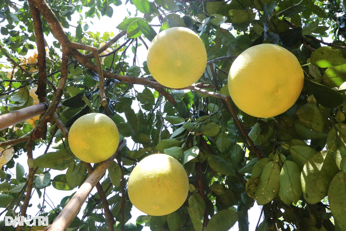 A specialty fruit that can be kept... for half a year, harvesting a mountain crop has a few hundred billion - 4