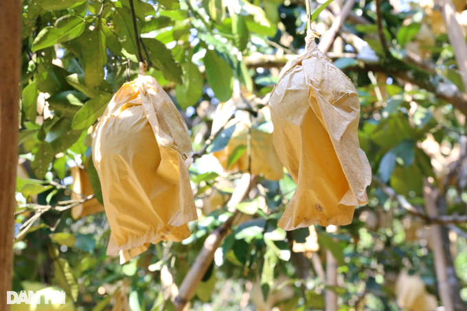 A specialty fruit that can be kept... for half a year, harvesting a mountain crop has a few hundred billion - 9