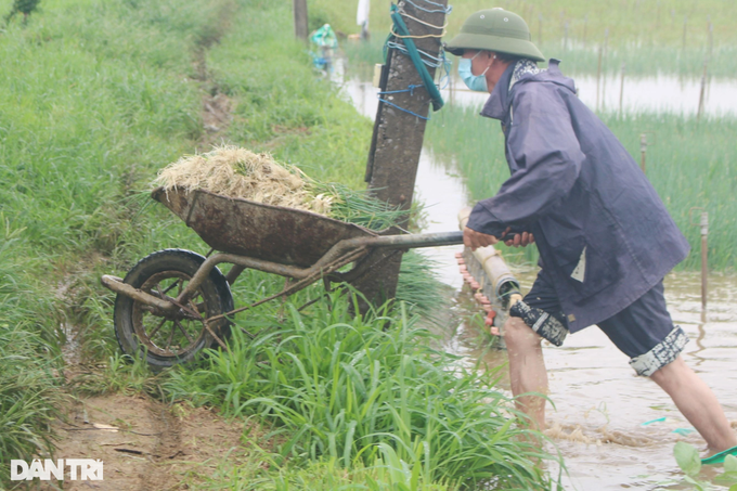 Người trồng rau màu nguy cơ mất trắng vì mưa lũ