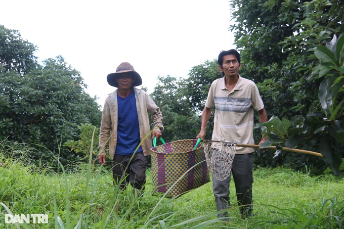 Loại quả nhiều nơi cho không ai lấy, anh cán bộ tranh thủ... thu tiền tỷ  - 7