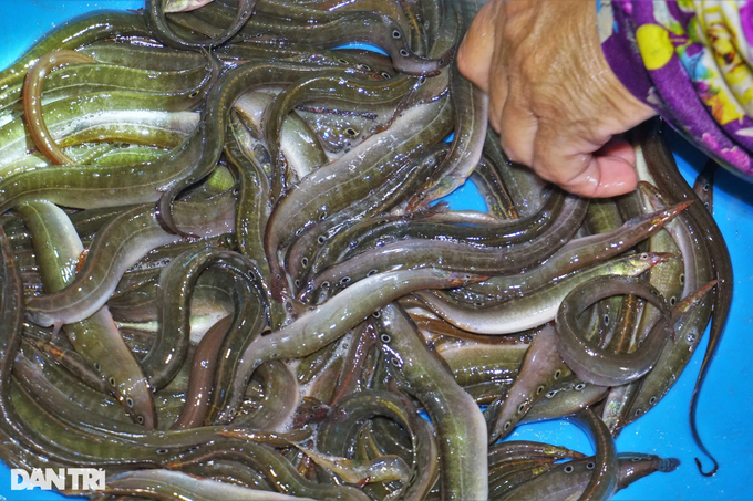 Phiên chợ cá âm phủ bán đặc sản mùa nước nổi ai thấy cũng ham - 7