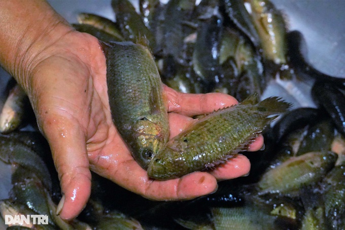 The underworld fish market sells specialties of the floating season, everyone will love to see it - 8