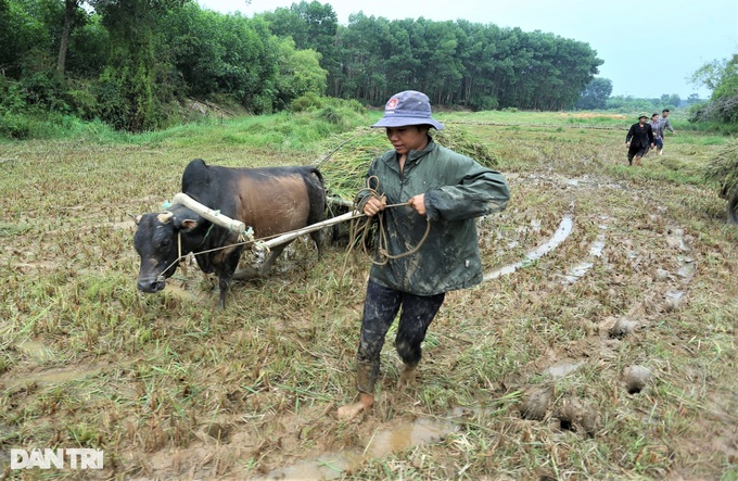 Cách thu hoạch lúa độc đáo ở nơi máy gặt đập chào thua - 10 Cách thu hoạch lúa độc đáo ở nơi máy gặt đập chào thua - 10