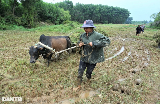 Cách thu hoạch lúa độc đáo ở nơi máy gặt đập chào thua - 10