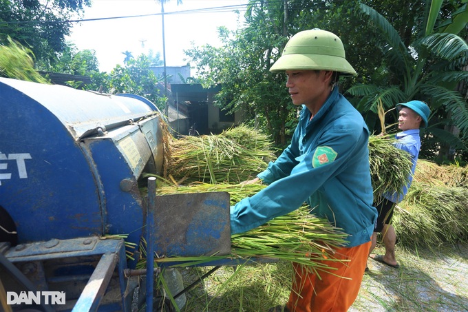 Cách thu hoạch lúa độc đáo ở nơi máy gặt đập chào thua - 11