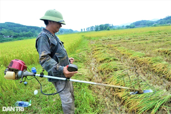 A unique way of harvesting rice where the harvester salutes - 3