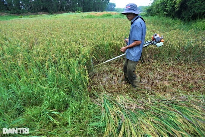 A unique way of harvesting rice where the harvester salutes - 5