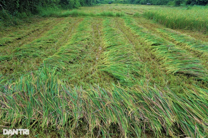 Cách thu hoạch lúa độc đáo ở nơi máy gặt đập chào thua - 6 Cách thu hoạch lúa độc đáo ở nơi máy gặt đập chào thua - 6