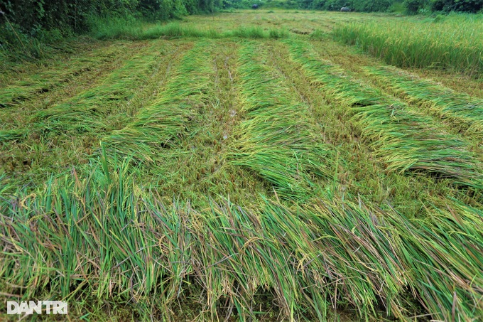 A unique way of harvesting rice where the harvester salutes - 6