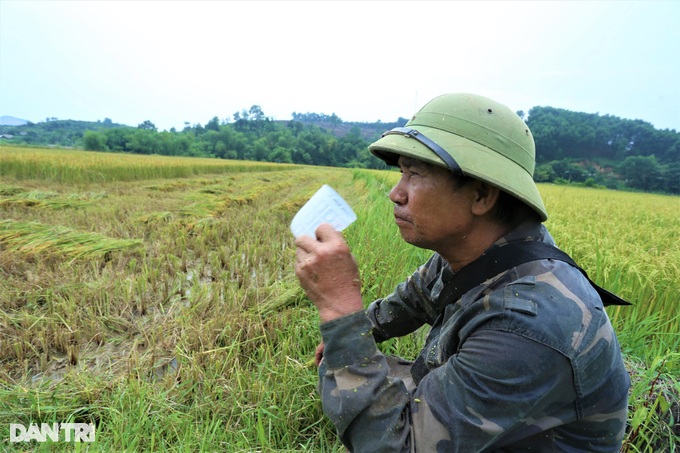 A unique way of harvesting rice where the harvester salutes - 7