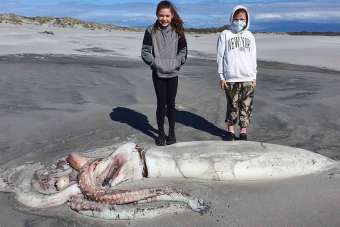 Xác mực khổng lồ dài 4 mét trôi dạt vào bờ biển New Zealand | Báo Dân trí