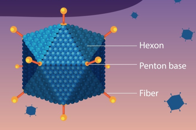 6 trẻ ở Hà Nội tử vong sau khi mắc Adenovirus: Có phải dịch bệnh mới? - 2