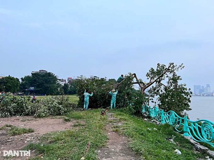 Cây cô đơn nổi tiếng ở Hà Nội bị gãy đổ sau cơn dông - 1 Cây cô đơn nổi tiếng ở Hà Nội bị gãy đổ sau cơn dông - 1