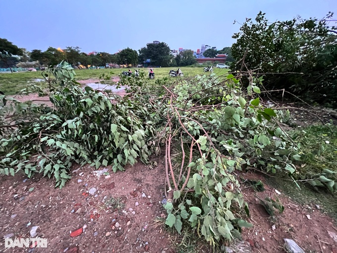 Cây cô đơn nổi tiếng ở Hà Nội bị gãy đổ sau cơn dông - 2