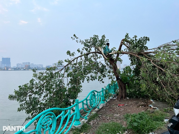 Cây cô đơn nổi tiếng ở Hà Nội bị gãy đổ sau cơn dông - 3 Cây cô đơn nổi tiếng ở Hà Nội bị gãy đổ sau cơn dông - 3