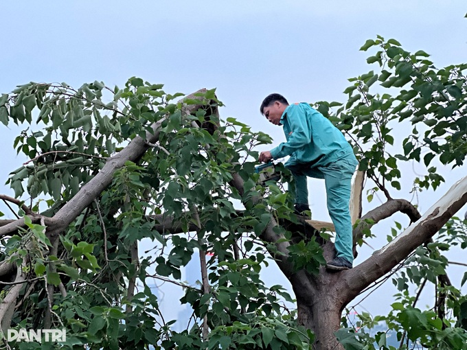 Cây cô đơn nổi tiếng ở Hà Nội bị gãy đổ sau cơn dông - 4 Cây cô đơn nổi tiếng ở Hà Nội bị gãy đổ sau cơn dông - 4
