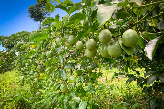 Người phụ nữ trồng và đưa chanh dây ra thế giới, thu tiền tỷ mỗi năm - 5 Người phụ nữ trồng và đưa chanh dây ra thế giới, thu tiền tỷ mỗi năm - 5