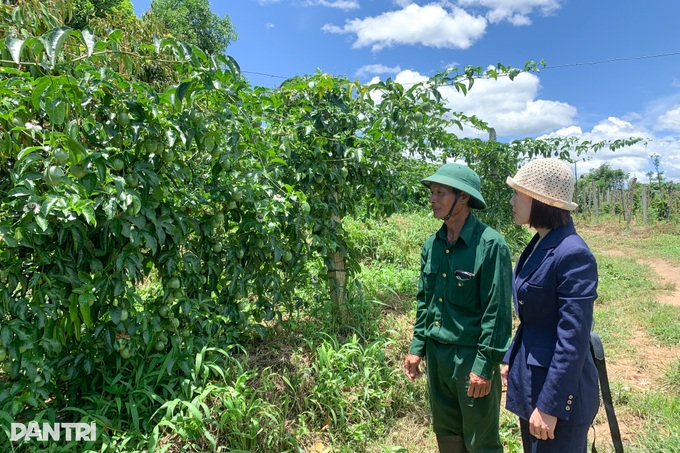 Người phụ nữ trồng và đưa chanh dây ra thế giới, thu tiền tỷ mỗi năm - 3 Người phụ nữ trồng và đưa chanh dây ra thế giới, thu tiền tỷ mỗi năm - 3